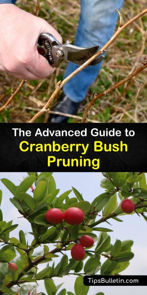Learn the difference between lowbush and highbush cranberry, or American cranberrybush, and how to prune each type in early spring. They grow best in full sun and thrive in USDA hardiness zones 2-9. The bright red berries ripen in late summer. #pruning #cranberry #bushes
