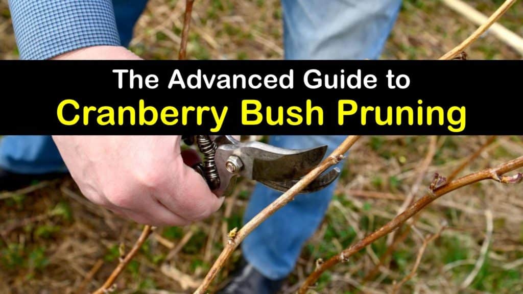 How to Prune Cranberries titleimg1