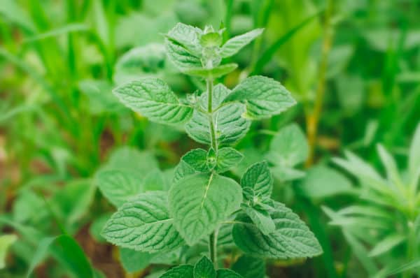 Lemon balm is an herb in the mint family.