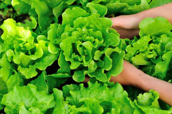 Plant lettuce in March before it gets too hot.