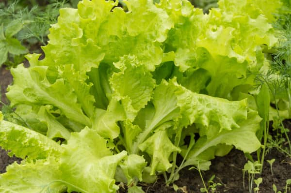 Lettuce has shallow roots, making it perfect for growing with many other vegetables.