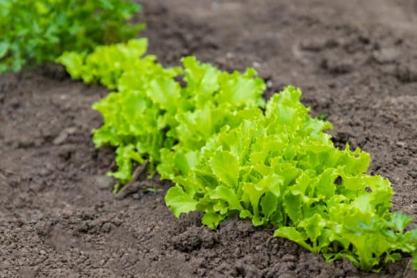 Lettuce is one of the most popular vegetables in the U.S.