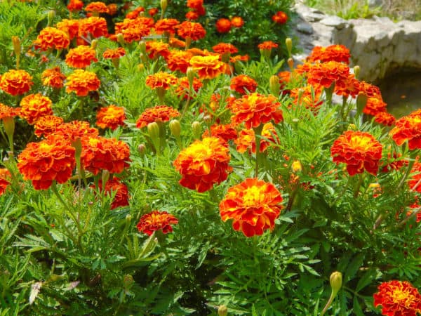 Marigolds are attractive flowers to grow near beet plants.