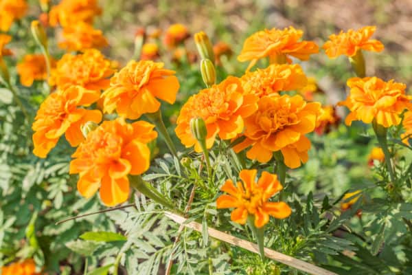 Marigolds are the ideal cover crop for raspberries.