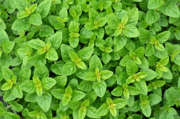 Marjoram is a perennial herb similar to oregano.