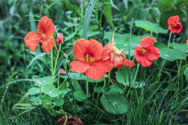 Nasturtiums are the perfect trap crop to deter bugs from other plants.