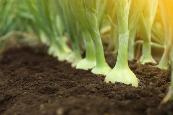 The smell of onions growing near beets and other plants deters pests.