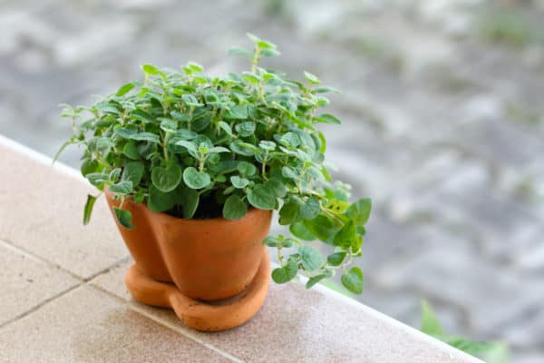 Oregano grows well in pots.