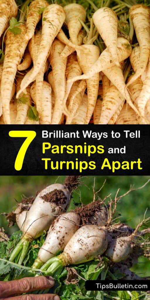 Learn the difference between turnip and parsnip. These root veggies are sweeter than rutabaga or radish. They’re less starchy with fewer carbs than sweet potatoes. Turnips and parsnips are rich in fiber, calcium, and vitamin C. #parsnip #turnip #veggies