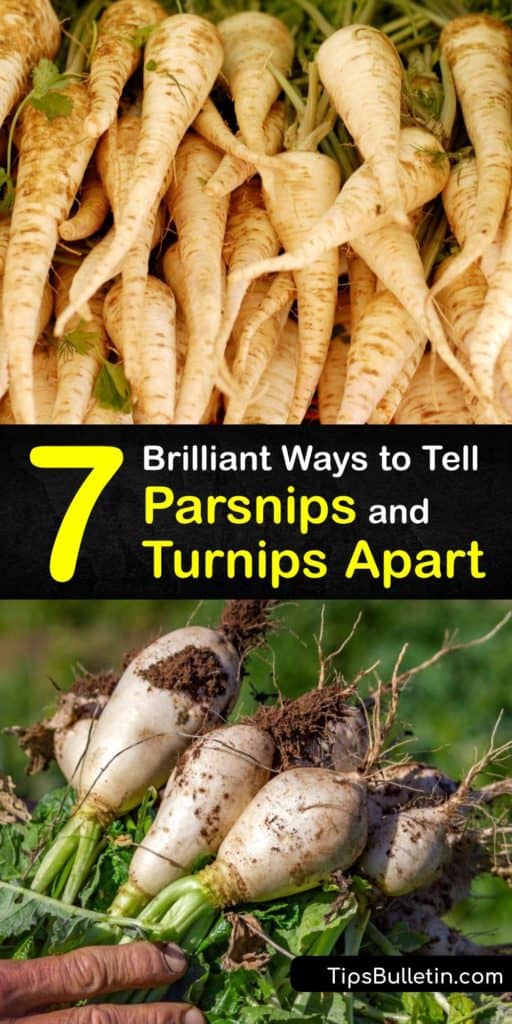How are Turnips and Parsnips Different