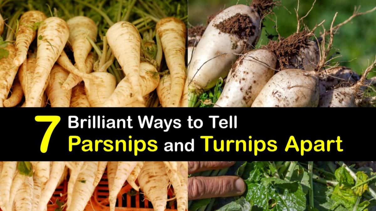 How are Turnips and Parsnips Different