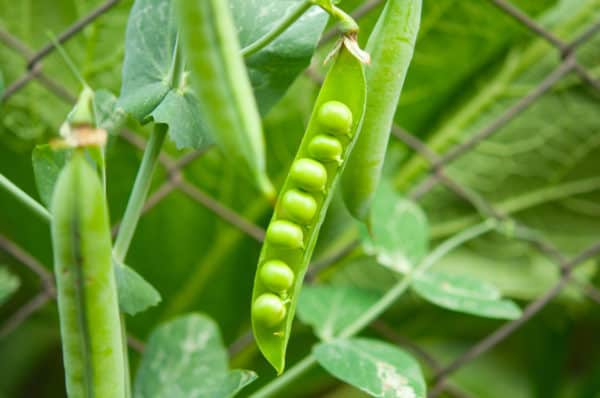 Peas are well-known spring vegetables.