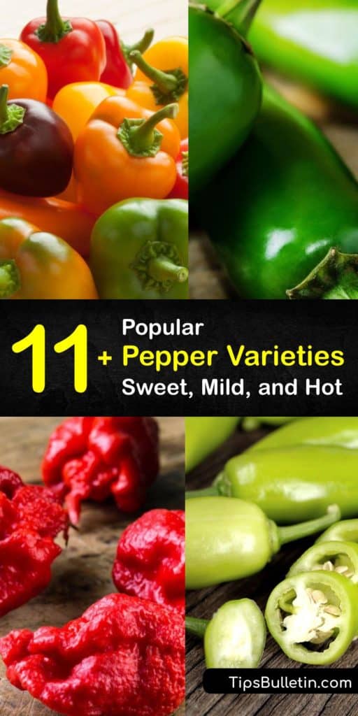 Learn about the different types of peppers and how they differ in appearance, flavor, and heat index. The Ancho pepper has a smokey taste, and the bell pepper is a sweet pepper, while the Ghost pepper is a hot pepper with high Scoville heat units. #pepper #varieties #types