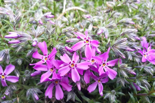 Grow phlox with elderberries to attract pollinators.