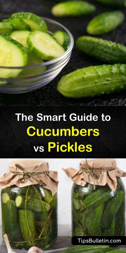 Learn the differences between pickles and cucumbers. Pickling is a fermentation process, and there are many types of pickles, from kosher dill and sweet pickles to cornichons and gherkins, but not all of them are made from pickling cucumbers. #pickles #cucumbers