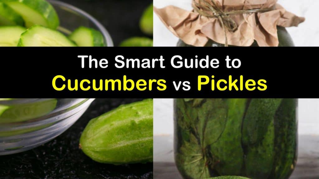 Differences between Pickles and Cucumbers - Tips Bulletin