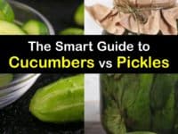 pickle vs cucumber titleimg1