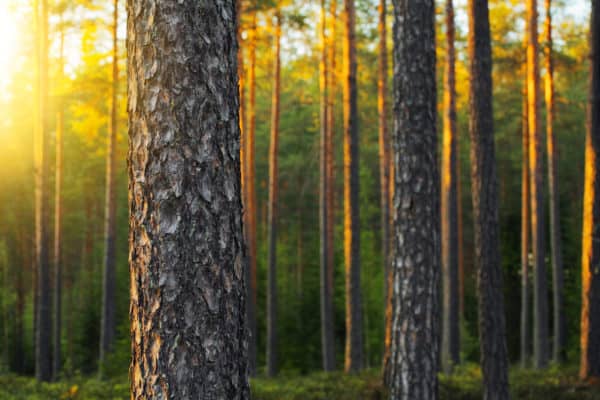 Most pine trees grow for many years.