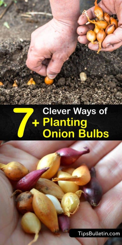 Find out all about planting onion sets in the fall or early spring. Whether to plant short-day or long-day onions depends on your day length and winter temperatures. Choose a site for planting onions with full sun and rich soil. Use mulch to suppress weeds and retain moisture. #plant #onion #bulbs