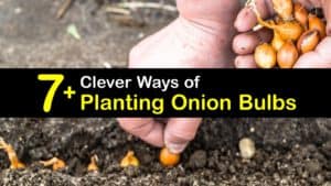 Planting Onion Bulbs titleimg1