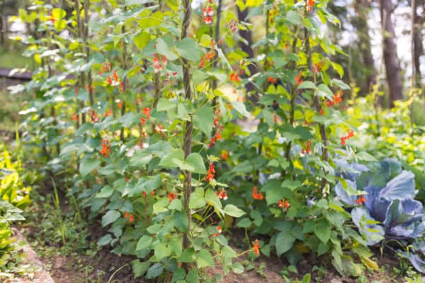 Pole beans add nutrients to the soil.