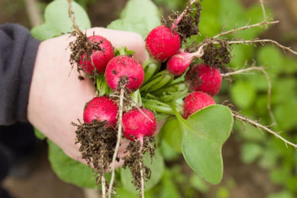 Radishes are good plant companions because they break up the soil.