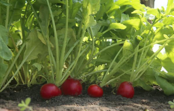 Radishes are a good cover crop.