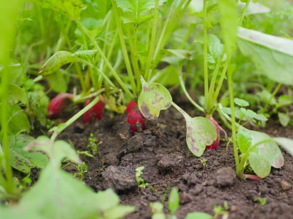 Radishes are low-growing vegetables.