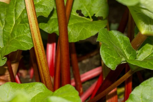 Plant rhubarb in spring while it is still cool outside.