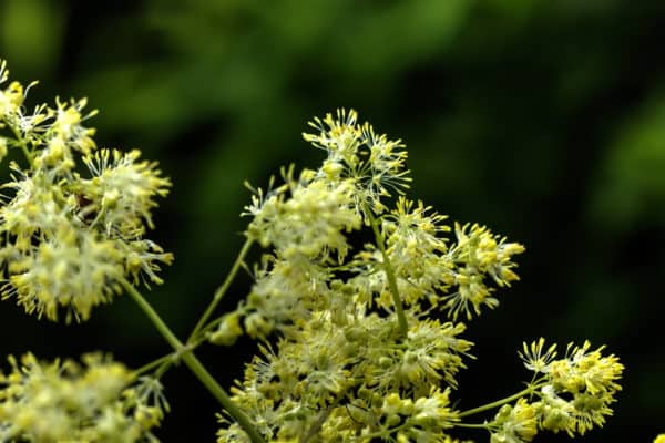 Rue is an attractive flower that does well in the garden or a meadow.