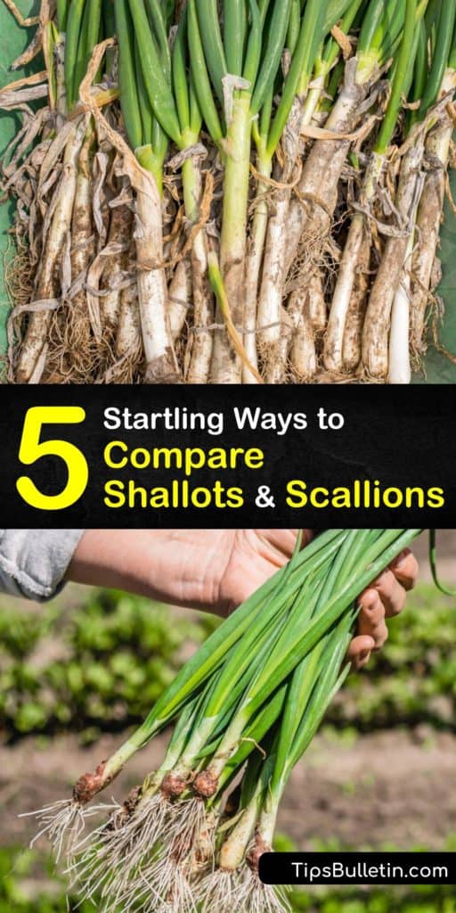 Learn the flavor and nutritional differences of shallots and scallions. Regular onions, chives, spring onions, shallots, and scallions are all from the allium family, but some are good for stir-fry, while others are best for garnish. #scallions #shallots