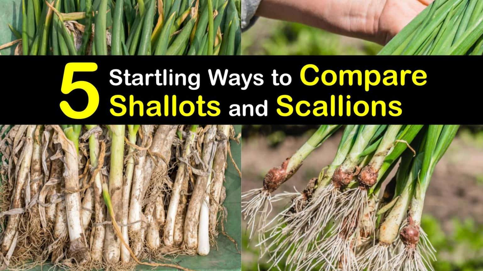 How are Shallots and Scallions Different