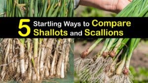 Scallions vs Shallots titleimg1
