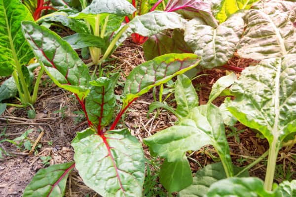 Swiss chard is an ideal substitute for spinach.
