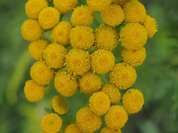 Tansy deters unwanted bugs from raspberry plants.