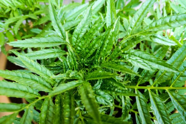 Tarragon likes growing in pots because it prefers well-draining soil.