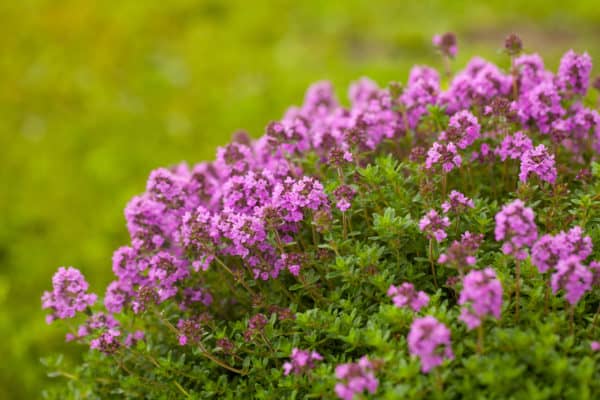 Thyme is one herb that grows well with gourds.