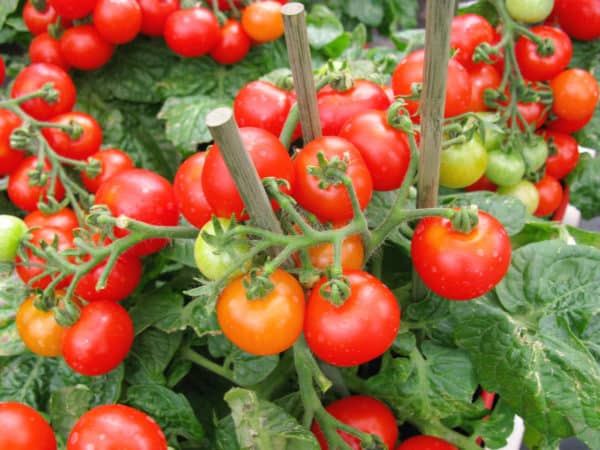 Tomatoes make great companions for many plants.