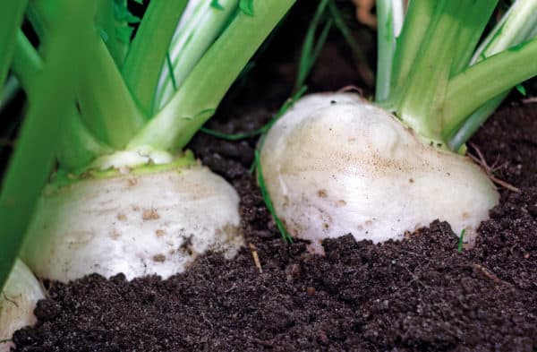 Turnips are perfect raspberry companions.