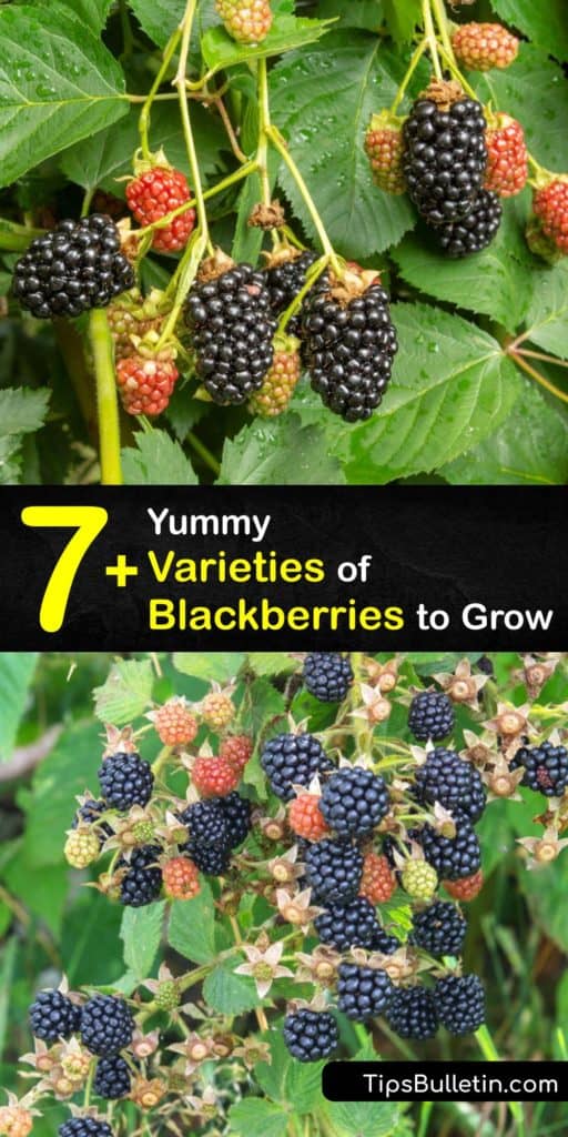 Discover the best blackberry cultivars for growing at home. Blackberry plants are thorny or thornless, and erect, semi-erect, or trailing. Most blackberries, like Arapaho and Navaho, are floricanes. However, Prime-Ark 45 is an everbearing primocane. #varieties #blackberry #types