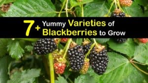 Types of Blackberries titleimg1