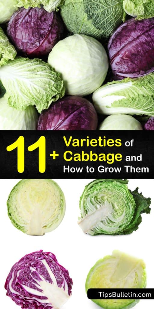Discover types of cabbage, including bok choy, Brussels sprouts, green cabbage, and Chinese cabbage. Find unique ways to use the outer leaves of cabbage in sauerkraut and Asian dishes ranging from kimchi to stir-fry. #cabbage #varieties #types