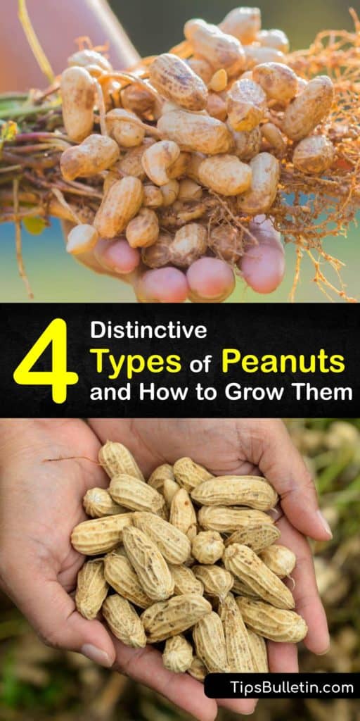 Learn all about the different varieties of peanuts and try making homegrown peanut butter or peanut candy. Most commercially grown peanuts come from Georgia, Alabama, Florida, Texas, North Carolina, Oklahoma, and New Mexico. #peanut #types #growing #varieties