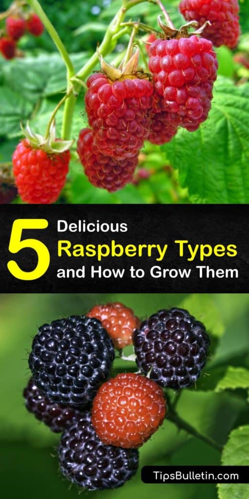 Discover the best raspberry varieties for home gardeners like Canby and Fall Gold. Learn the difference between everbearing raspberries (primocanes) and summer-bearing cultivars (floricanes). Learn when each type ripens during the growing season. #raspberry #varieties