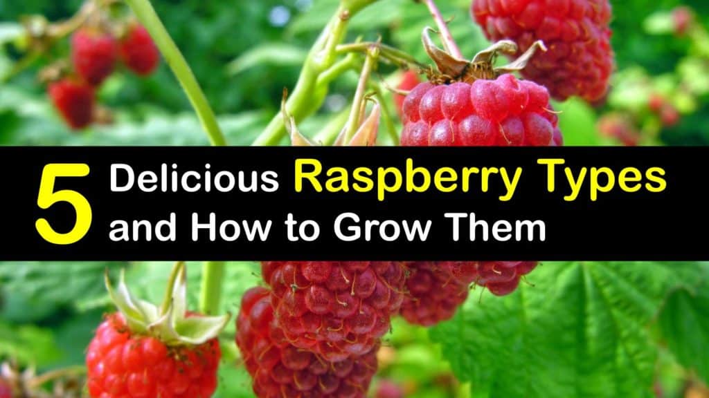 Types of Raspberries titleimg1