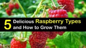 Types of Raspberries titleimg1