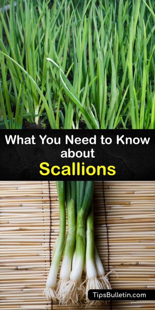There are many allium types at the grocery store, from regular onions and leeks to chives and spring onions, and knowing which ones to pick for making stir-fry is often confusing. Learn what scallions are and how to grow your own at home from scraps. #scallions #growing #onions