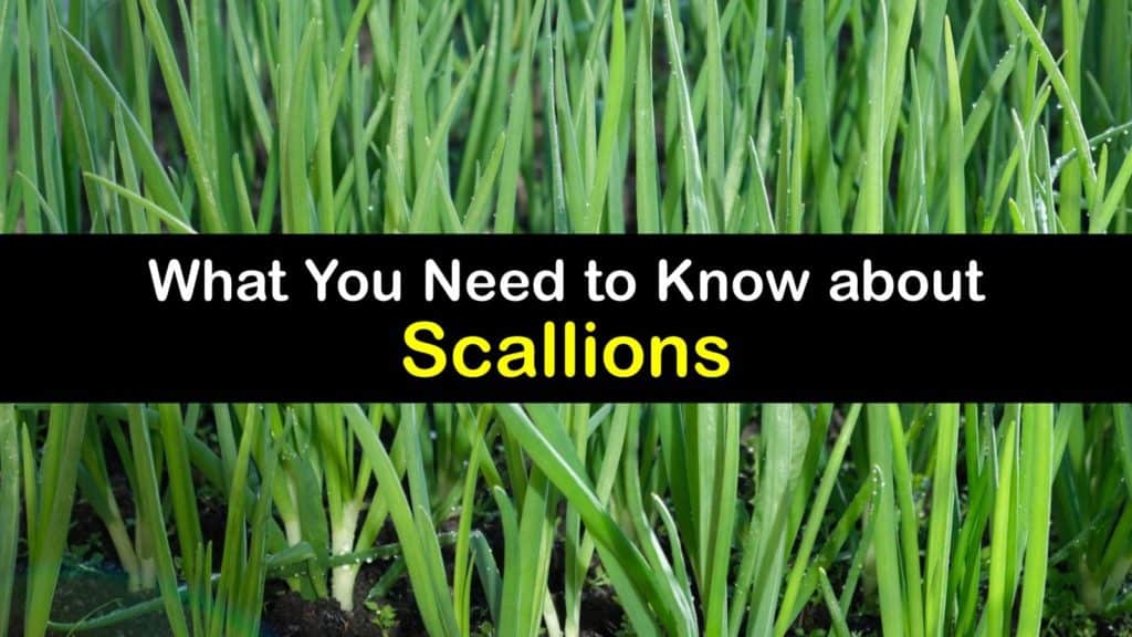 What are Scallions titleimg1