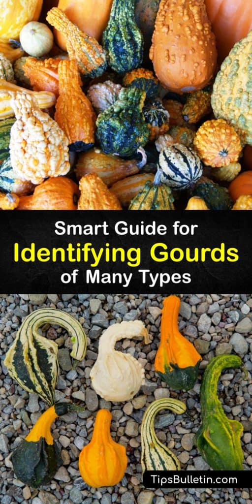 Discover the top Cucurbita pepo gourd species like the Luffa, Calabash, dipper, and bottle gourd and turn them into beautiful birdhouses and instruments. This guide compares popular gourds, like the Lagenaria siceraria, and tells you exactly how they differ from acorn squash. #identify #gourd #uses