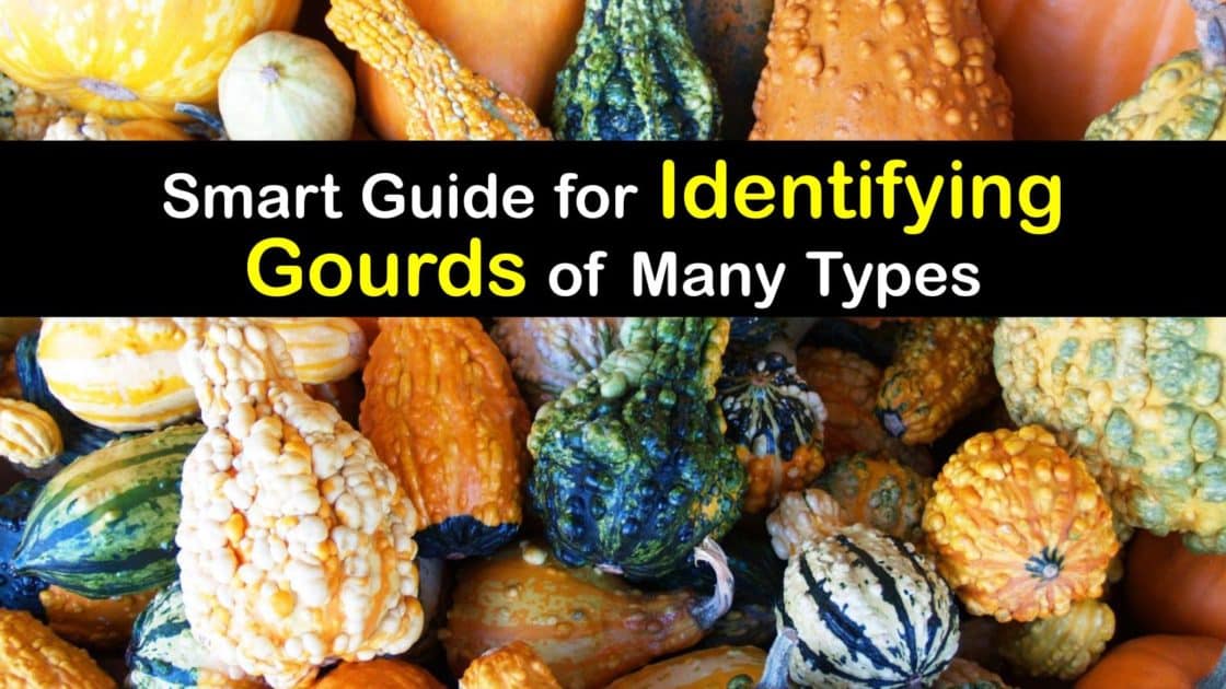 What are Gourds and What are They Used for